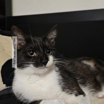 Foto 1/1 Boo Chat perdido en Compiegne