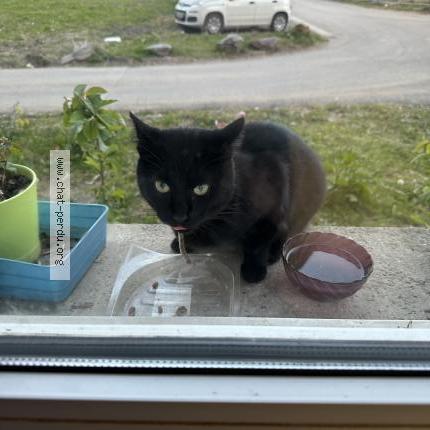 Foto 1/1 Gato encontrado Encontrado en Roubaix