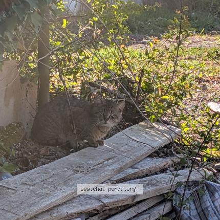 Foto 1/1 Gato encontrado Encontrado en Champs sur marne