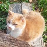 Foto del gato perdido en Chaponnay