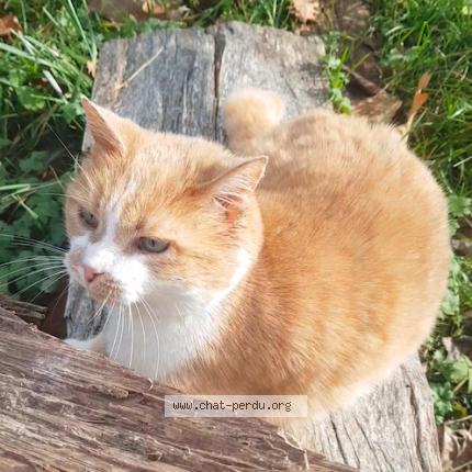 Foto 1/1 Féline Chat perdido en Chaponnay