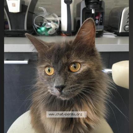 Foto 1/2 Mina Chat perdido en Granges
