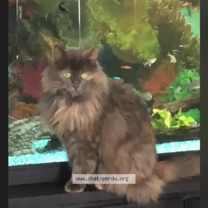 Foto 2/2 Mina Chat perdido en Granges