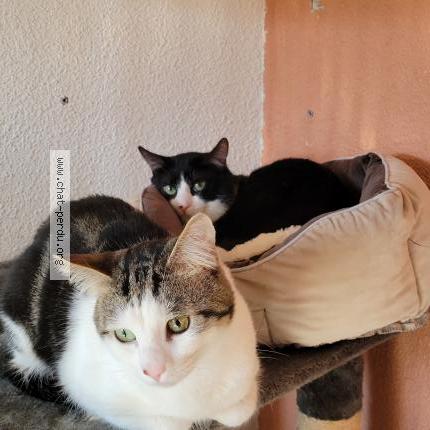 Foto 1/1 Gato encontrado Encontrado en Luxeuil les bains