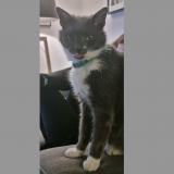 Foto del gato perdido en Hem