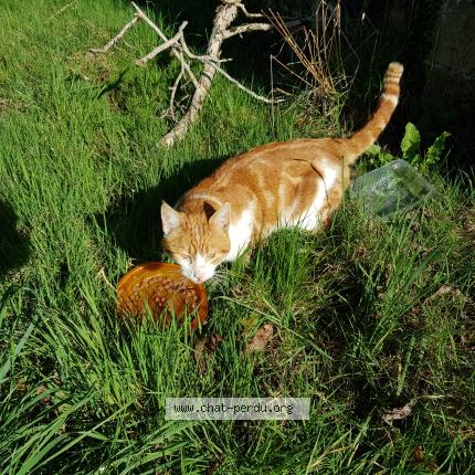Foto 1/2 Gato encontrado Encontrado en Arnac pompadour