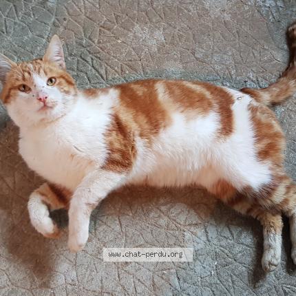 Foto 2/2 Gato encontrado Encontrado en Arnac pompadour