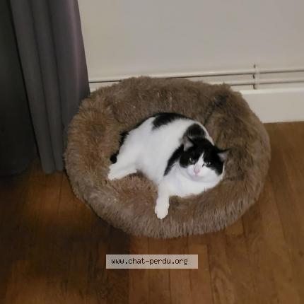 Foto 1/1 Clochette Chat perdido en Corbenay