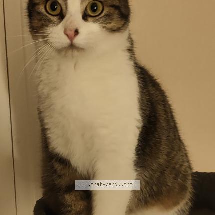 Foto 1/2 Leo_athena Chat perdido en Saint brieuc