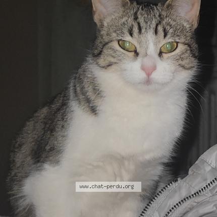Foto 2/2 Leo_athena Chat perdido en Saint brieuc