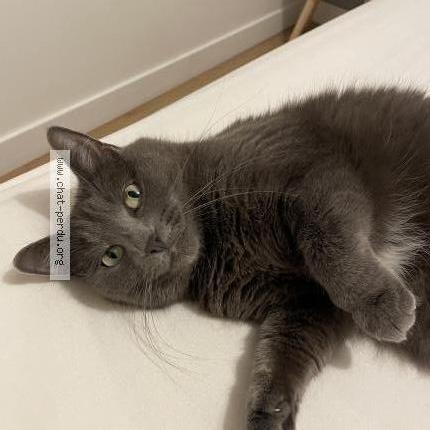 Foto 1/2 Chaya Chat perdido en Corbeil essonnes