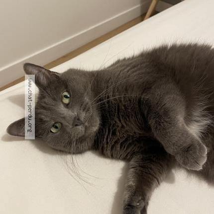 Foto 2/2 Chaya Chat perdido en Corbeil essonnes