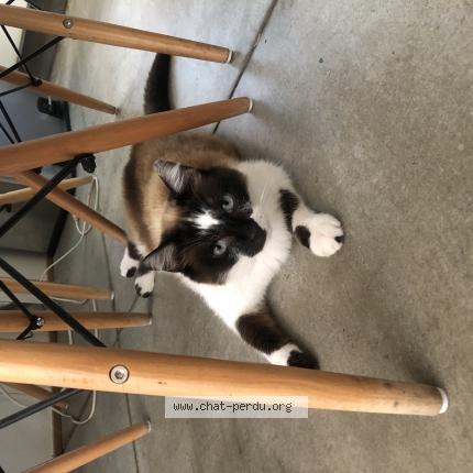 Foto 1/1 Sakura Chat perdido en Veurey voroize