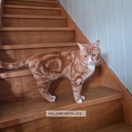 Foto 1/1 Garfield Chat perdido en Badevel