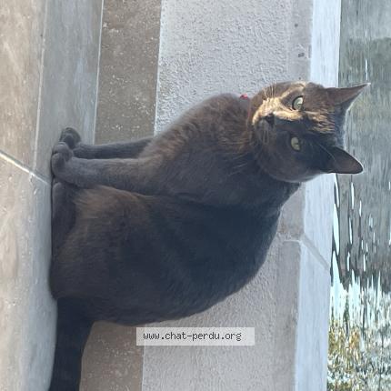 Foto 1/1 Fuji Chat perdido en Villeveyrac