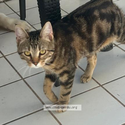 Foto 1/1 Boubouille Chat perdido en La grande motte
