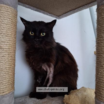 Foto 1/1 blaky Chat perdido en Montpellier