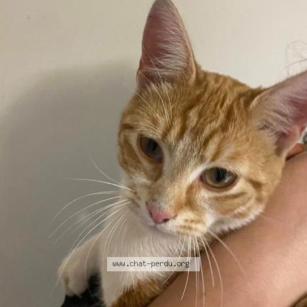 Foto 1/1 Miaou Chat perdido en Ostricourt