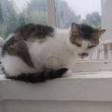 Foto del gato perdido en Nantes