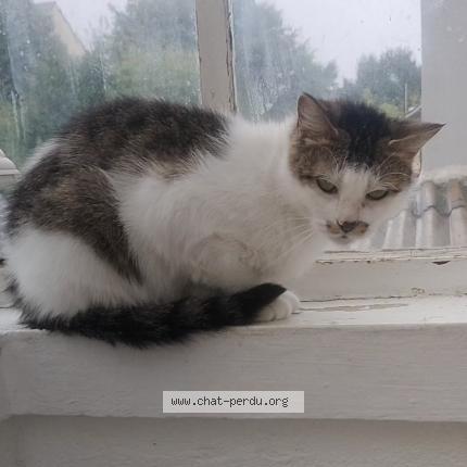 Foto 1/1 Kaki Chat perdido en Nantes