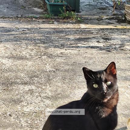 Foto 1/1 Gato encontrado Encontrado en Amiens