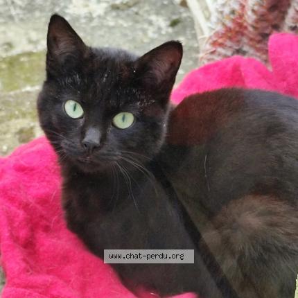 Foto 1/1 Gato encontrado Encontrado en Amiens