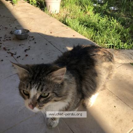Foto 1/1 Gato encontrado Encontrado en Le thor