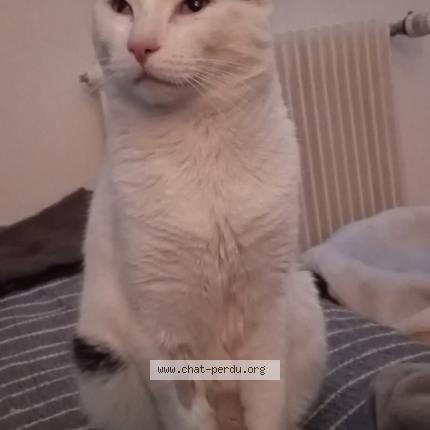 Foto 1/4 Karev Chat perdido en Espaly saint marcel