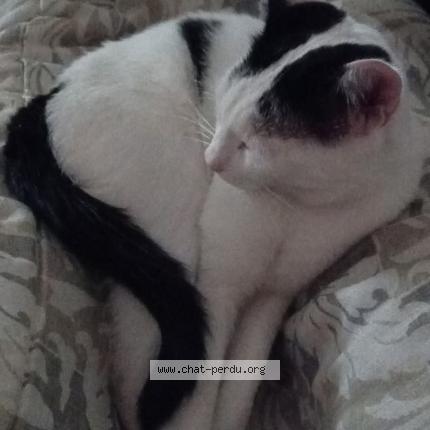 Foto 2/4 Karev Chat perdido en Espaly saint marcel