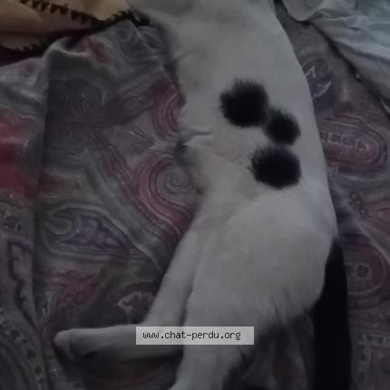 Foto 3/4 Karev Chat perdido en Espaly saint marcel