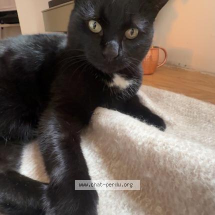 Foto 1/1 Lola Chat perdido en Andrezieux boutheon