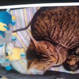 Foto del gato perdido en Angers