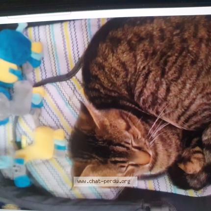 Foto 1/1 Semba. Chat perdido en Angers