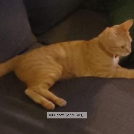 Foto 1/1 Cachou Chat perdido en Ollainville