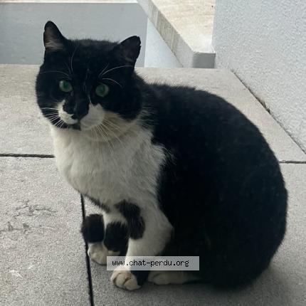 Foto 1/1 Gato encontrado Encontrado en Lambersart