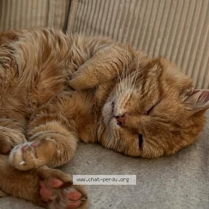 Foto 1/1 Leon Chat perdido en Levis st nom