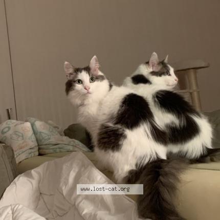 Foto 1/1 Marzipan Chat perdido en Munchen