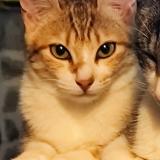 Foto del gato perdido en Pelussin