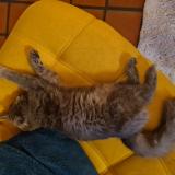 Foto del gato perdido en St Forgeux