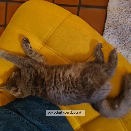 Foto 1/1 Moumoute Chat perdido en St forgeux