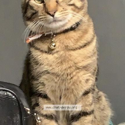 Foto 1/1 Arés Chat perdido en Saint gratien