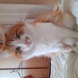 Foto del gato perdido en Marsonnas