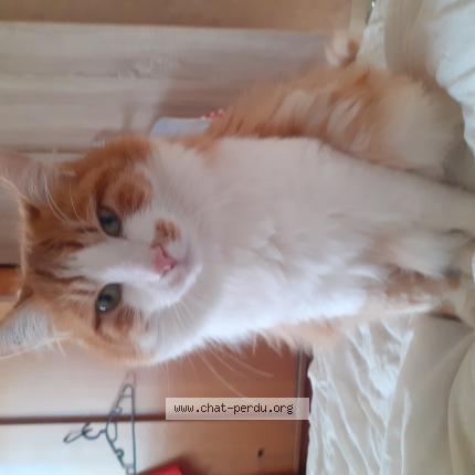 Foto 1/1 Caramel Chat perdido en Marsonnas