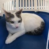 Foto del gato perdido en Istres