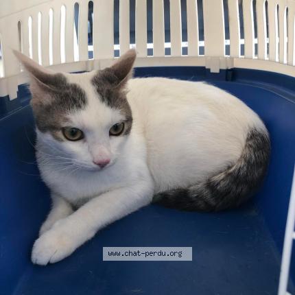 Foto 1/1 Sharona Chat perdido en Istres