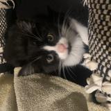 Foto del gato perdido en Saint Priest