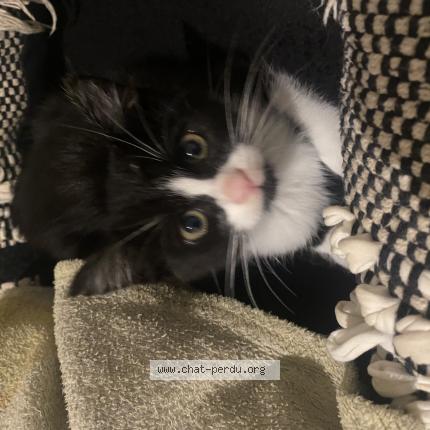 Foto 1/1 Nala Chat perdido en Saint priest