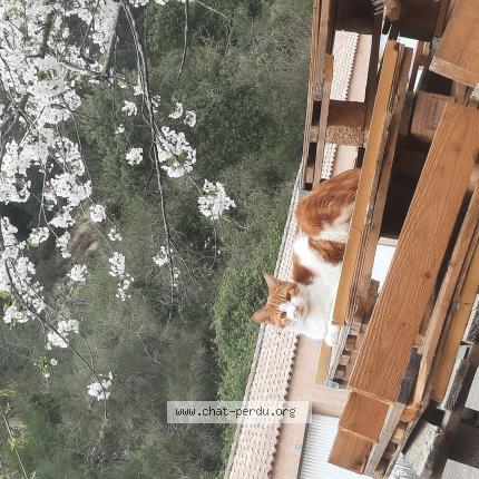 Foto 1/1 Ninja Chat perdido en Saint savournin