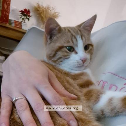 Foto 1/1 Zizou Chat perdido en Viriat