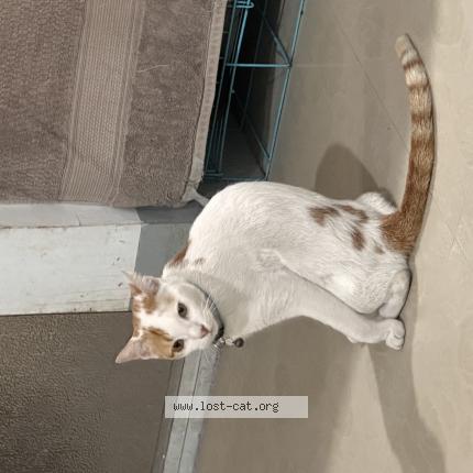 Foto 1/1 Blue Chat perdido en Calumpit